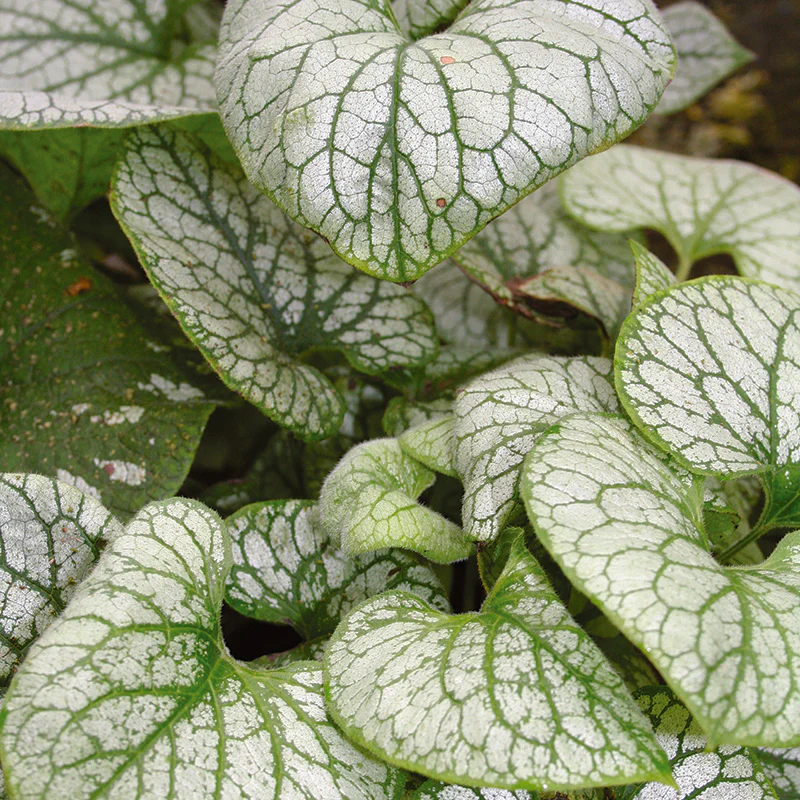 Brunnera macrophylla  Jack Frost - Image 3