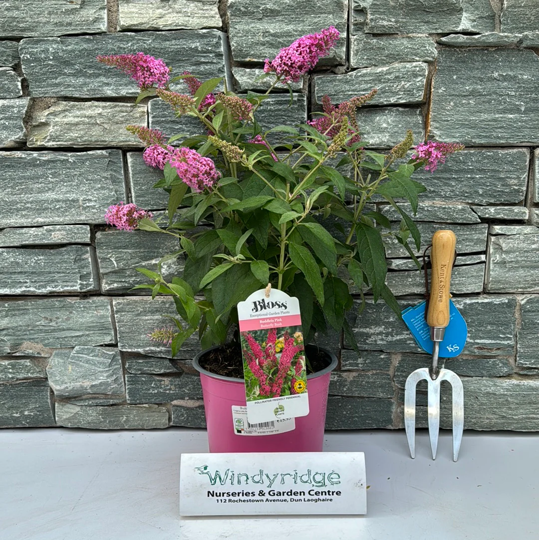 Buddleia Butterfly Candy Pink - Image 3
