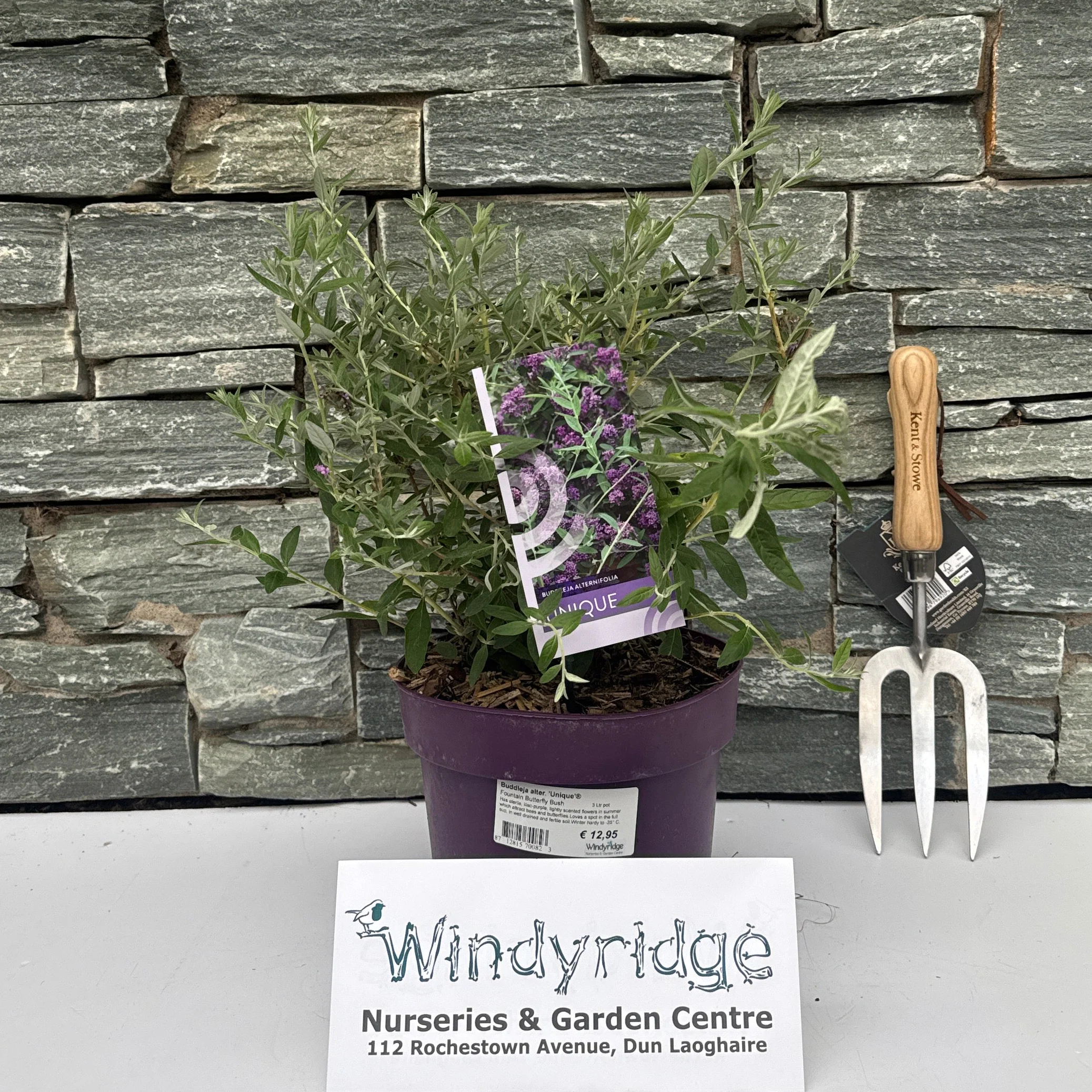 Buddleja alter. 'Unique'®