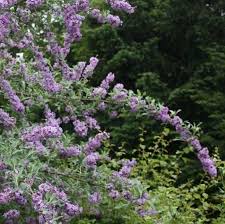 Buddleja alternifolia Unique - Image 2