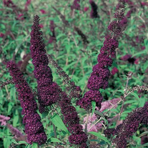 Buddleja Black Knight