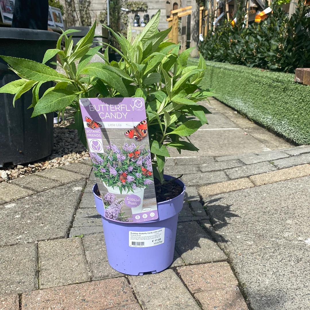 Buddleja Butterfly Candy Little Lila  3 Ltr pot