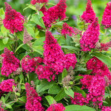 Buddleja Butterfly Candy Little MIX - Image 2