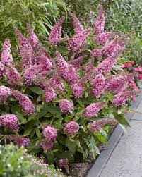 Buddleja Butterfly Candy Little Pink  3 Ltr pot