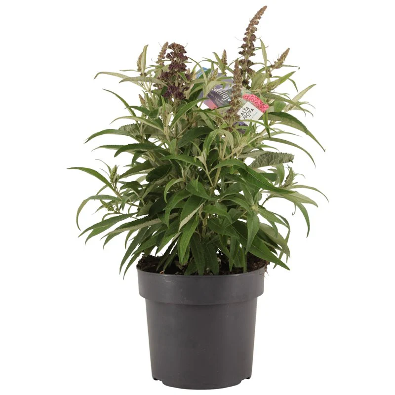 Buddleja Butterfly Candy Little Pink  3 Ltr pot - Image 2