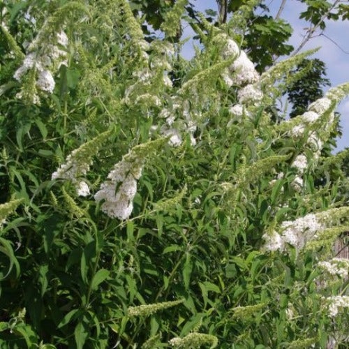 Buddleja Buzz Ivory - Image 2