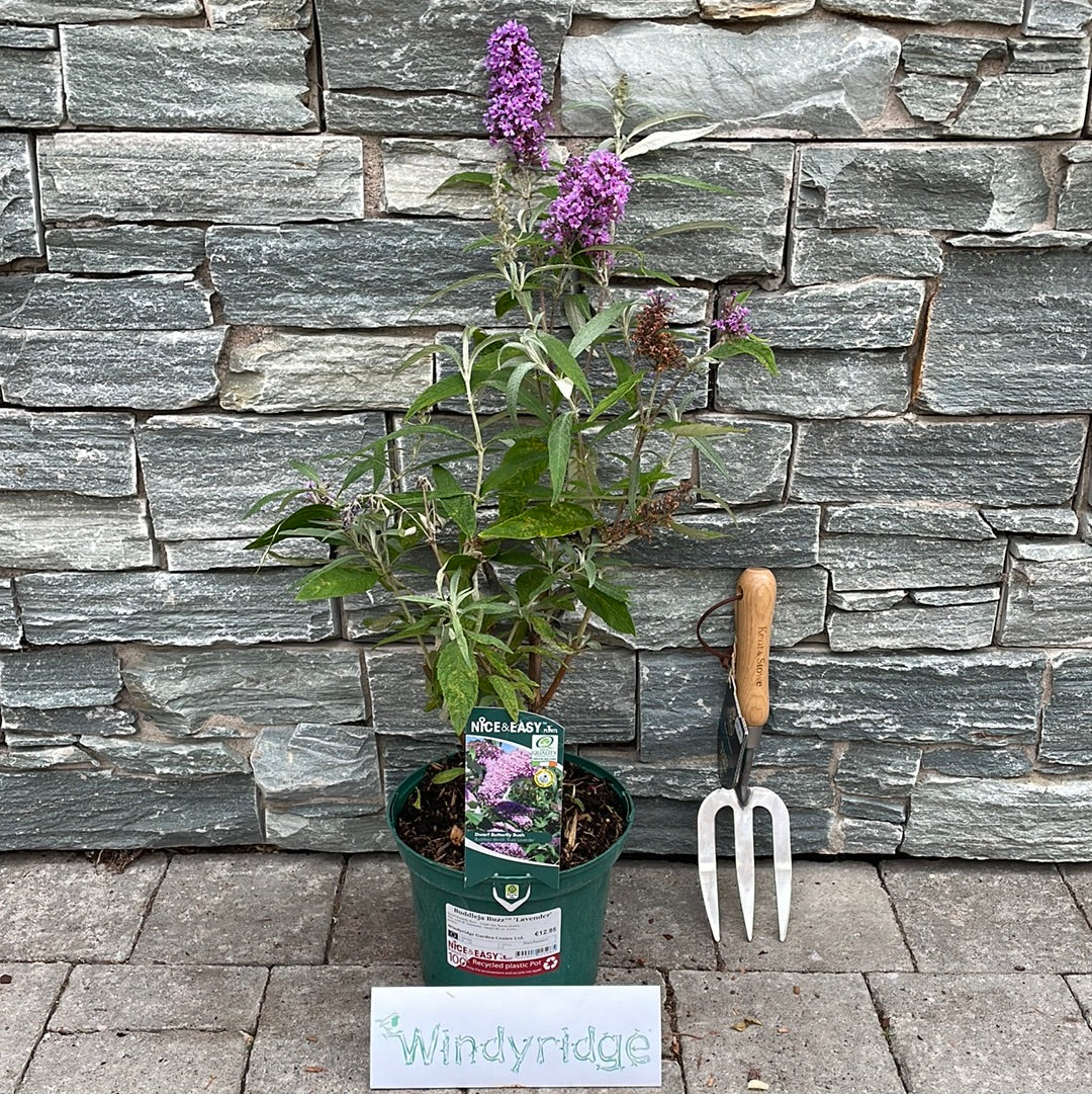 Buddleja Buzz Lavender - Image 2