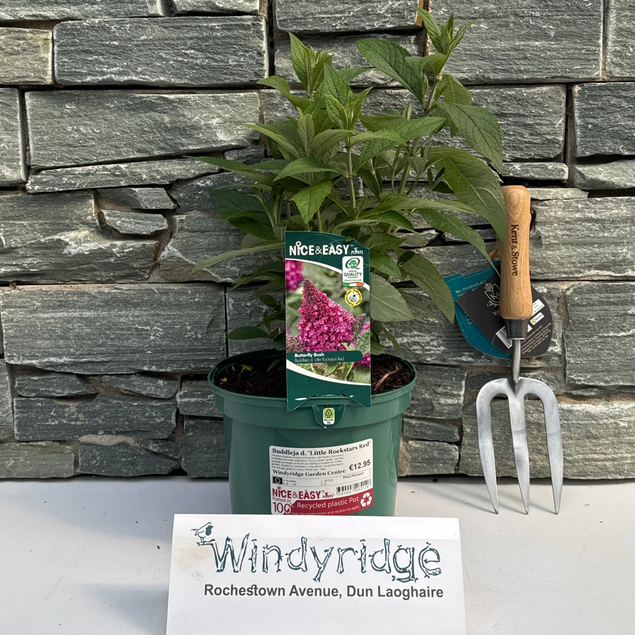 Buddleja d. Little Rockstars Red
