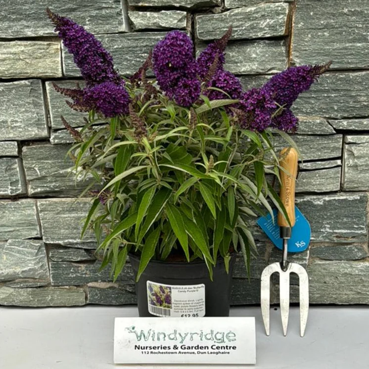 BUDDLEJA dav.Butterfly Candy Purple