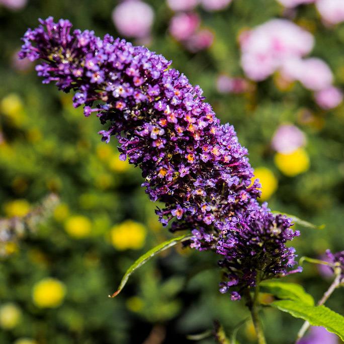 BUDDLEJA dav.Butterfly Candy Purple - Image 2