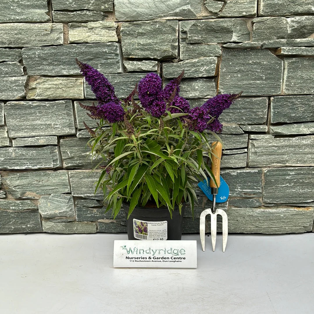 BUDDLEJA dav.Butterfly Candy Purple - Image 3
