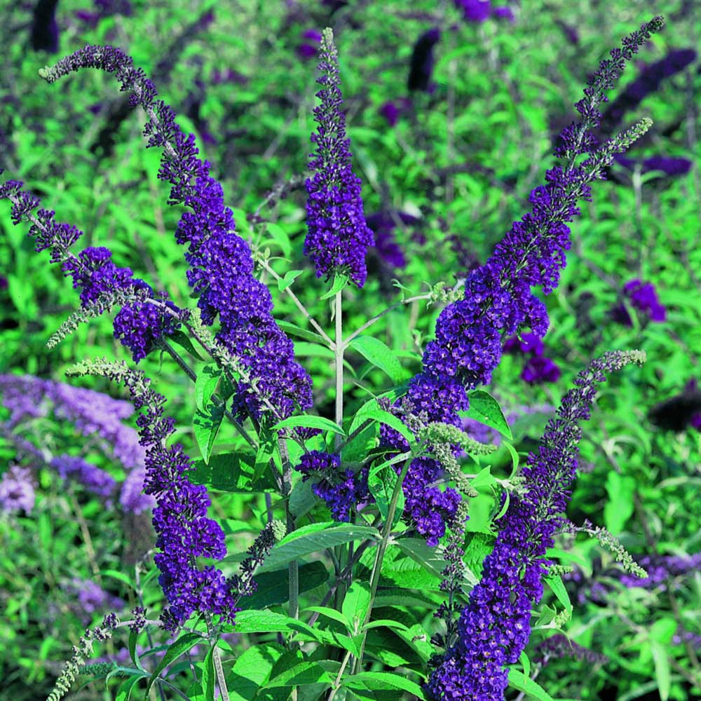 Buddleja Empire Blue