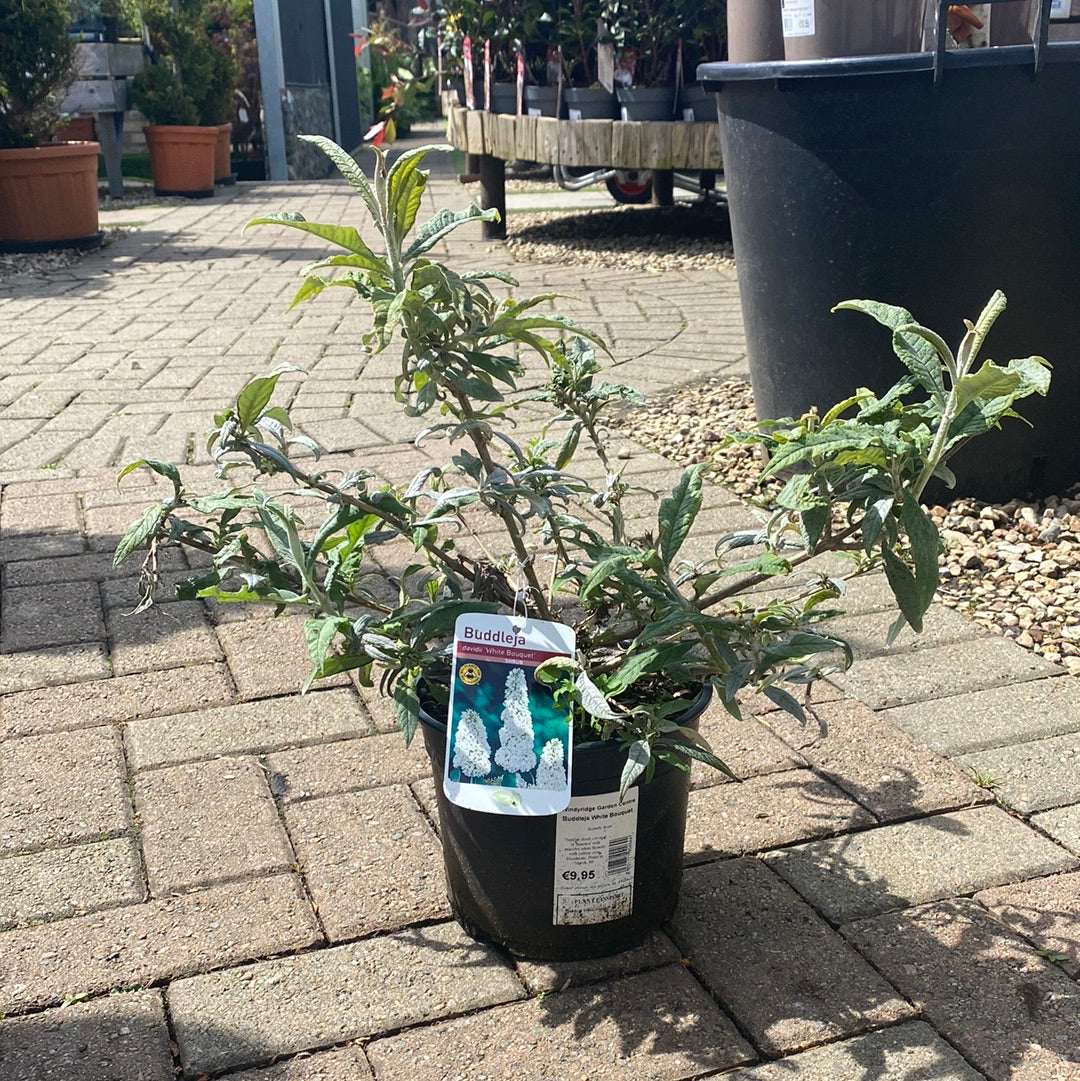 Buddleja White Bouquet