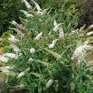 Buddleja White Bouquet - Image 2