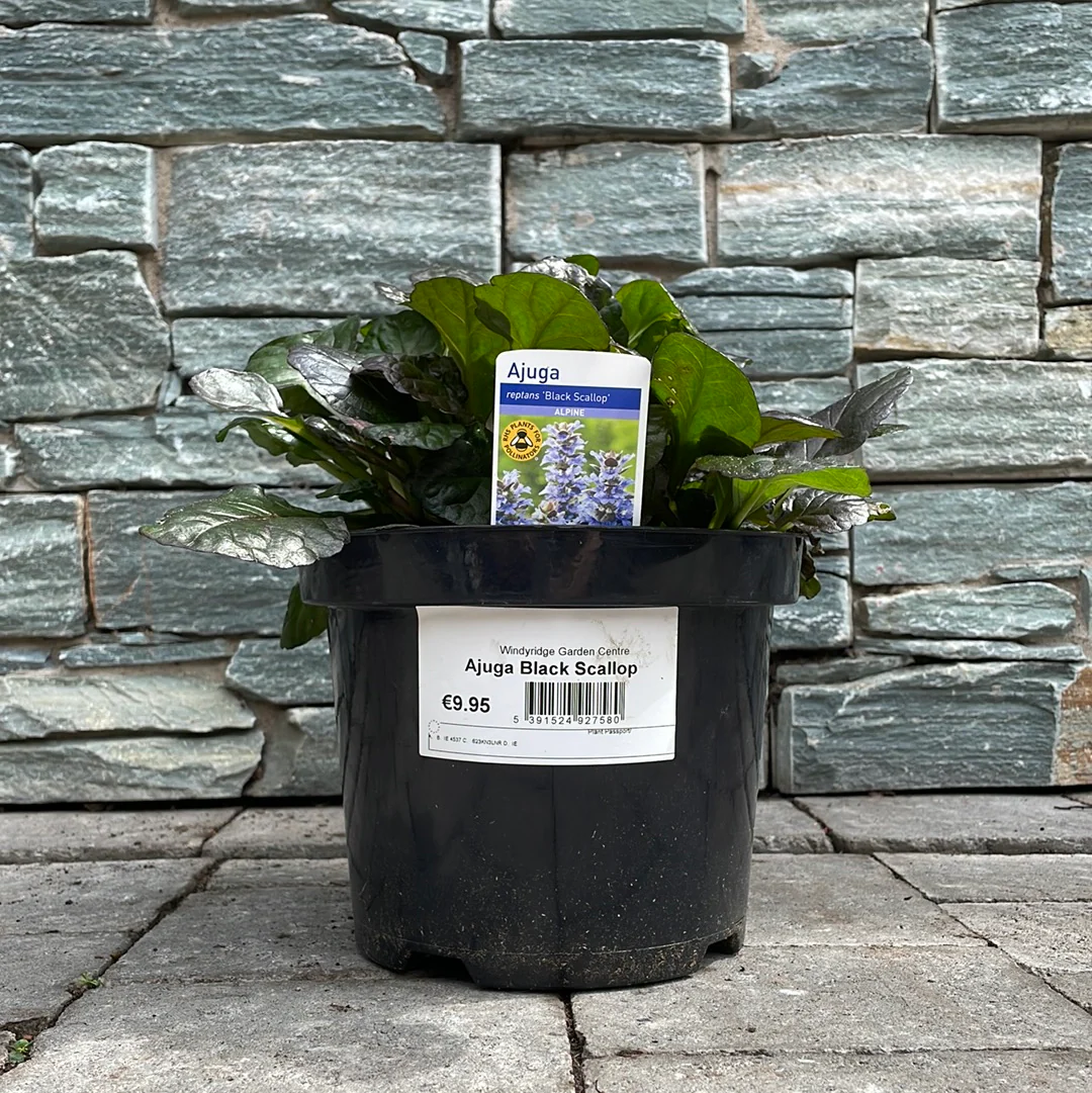 Bugleweed (Ajuga Black Scallop) - Image 3