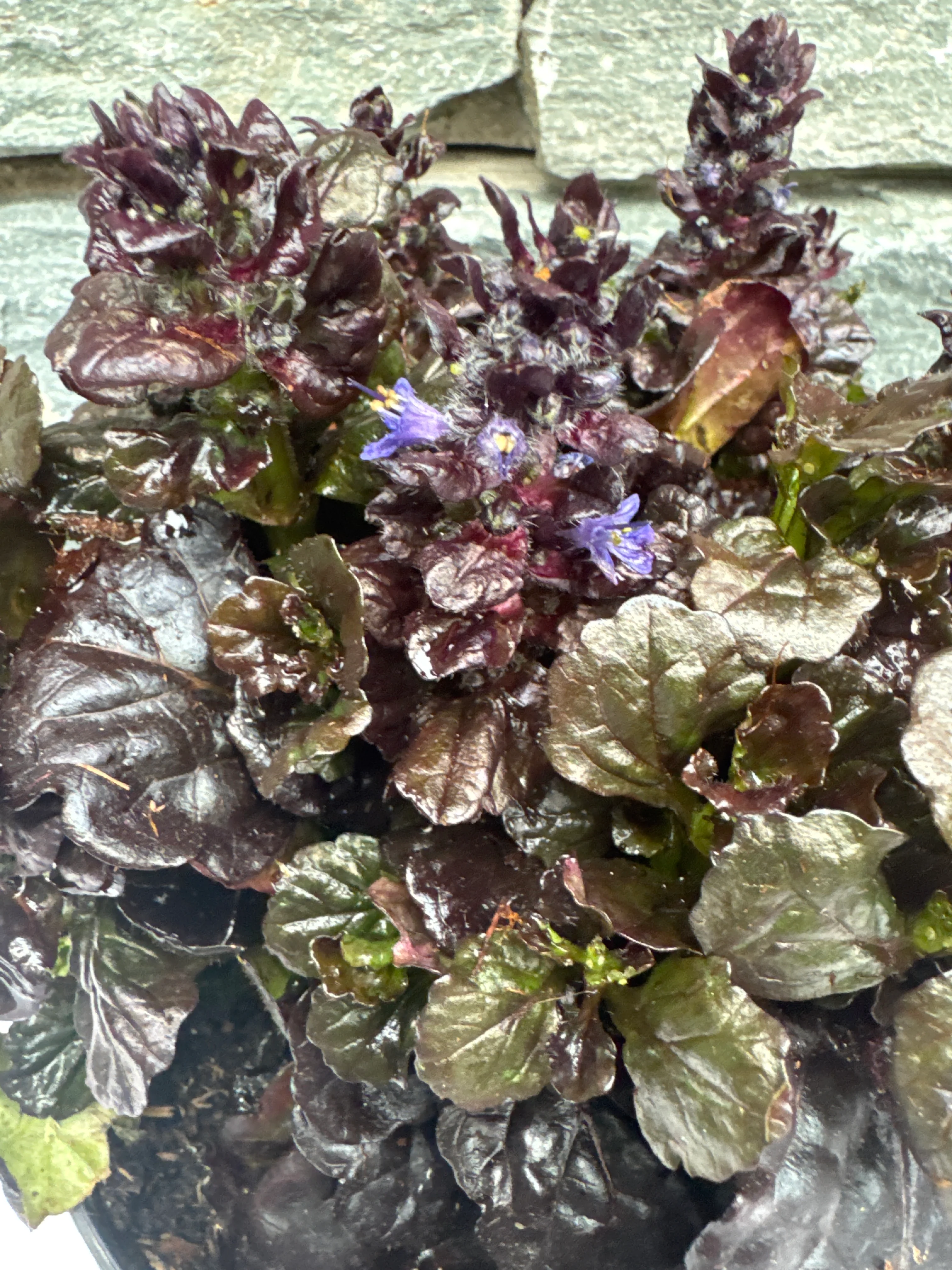 Bugleweed (Ajuga Black Scallop) - Image 6