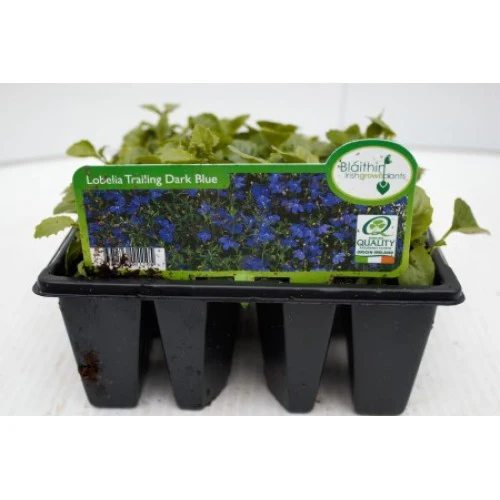 Bush Lobelia Blue in Pack