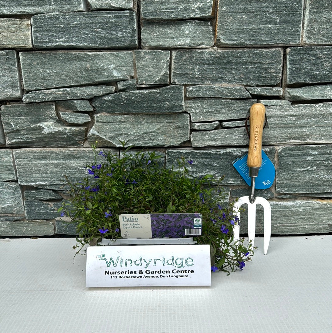 Bush Lobelia Blue in Pack - Image 3