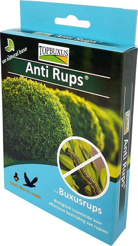 Buxus 'Anti Rups' (Xentari) box