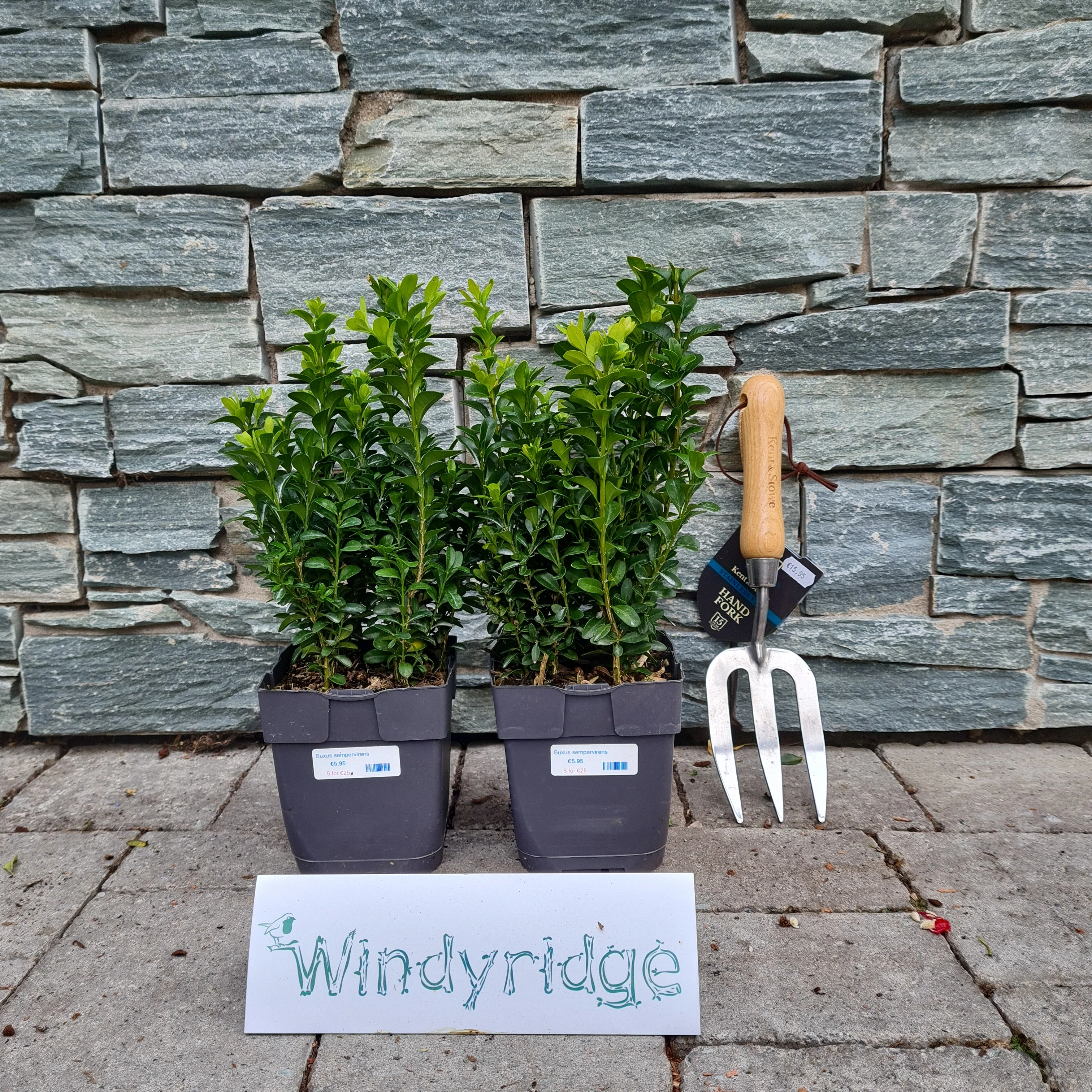 Buxus Hedging Pot Size 13cm - Image 2