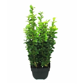 Buxus Hedging PotSize 17cm 40cm. - Image 2
