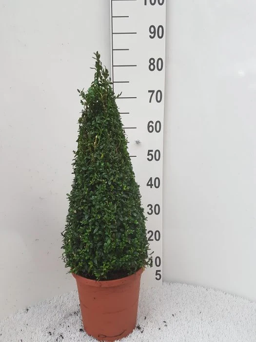 Buxus semp 50cm Pyramid - Image 2