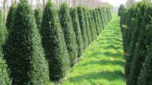 Buxus semp 80-90 Pyr