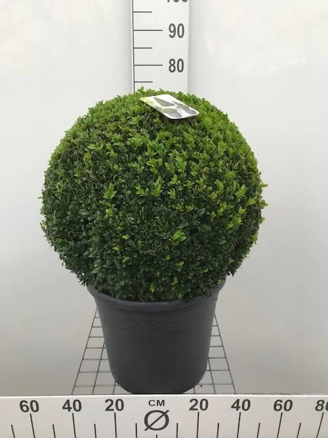 Buxus semp Ball 50-55 cm