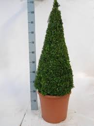 Buxus semp Pyr 80-90 CM