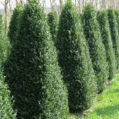 Buxus semp Pyramid 50-60 cm - Image 2