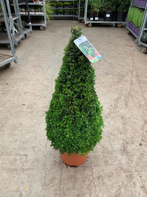 Buxus semp Pyramid 60-70cm - Image 2