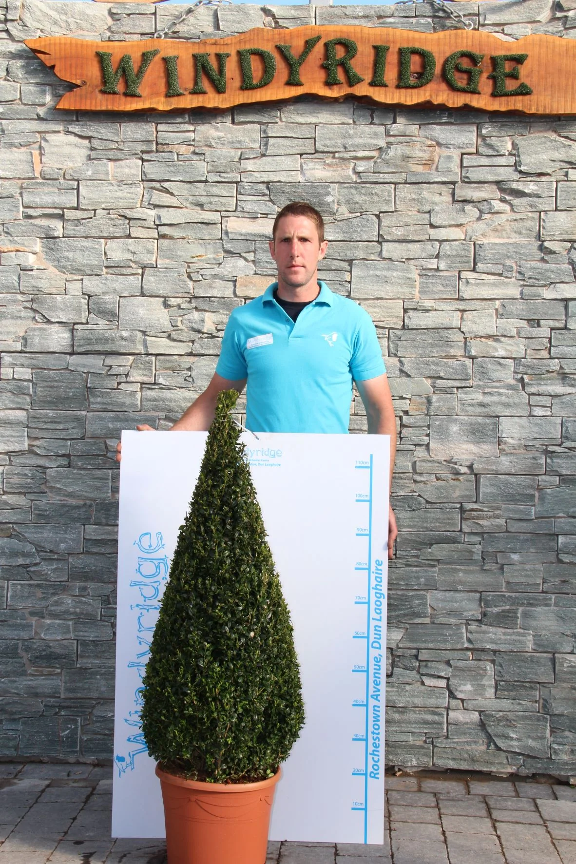 Buxus semp Pyramid 90-100cm - Image 2