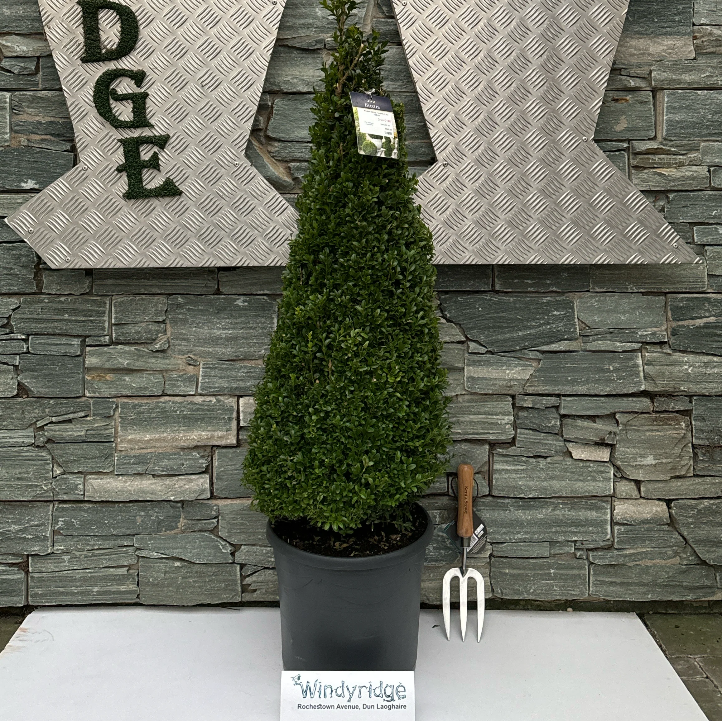 Buxus semp Pyramid 90-100cm - Image 3