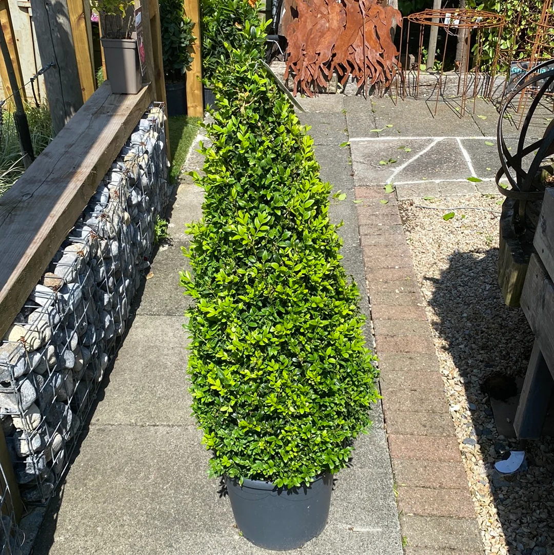 Buxus semp Pyramid 90-100cm - Image 4