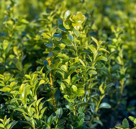 Buxus semp Pyramid 90-100cm - Image 6