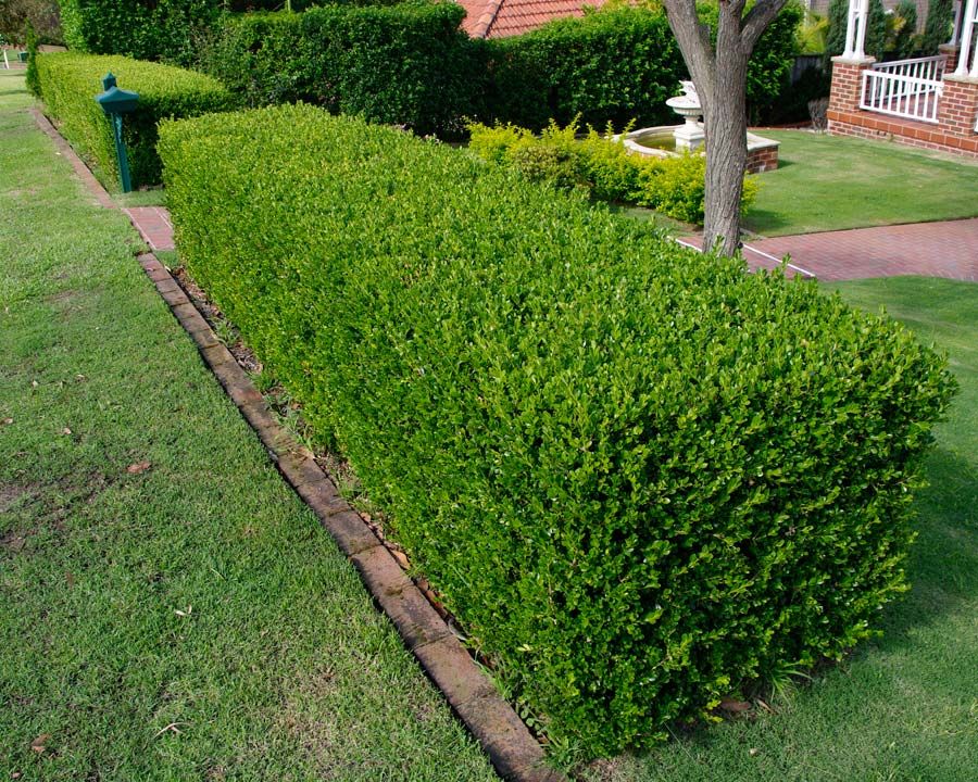 Buxus sempervirens 30-30 BLOK D10