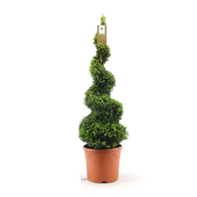 Buxus sempervirens 90-100 Spiral - Image 2