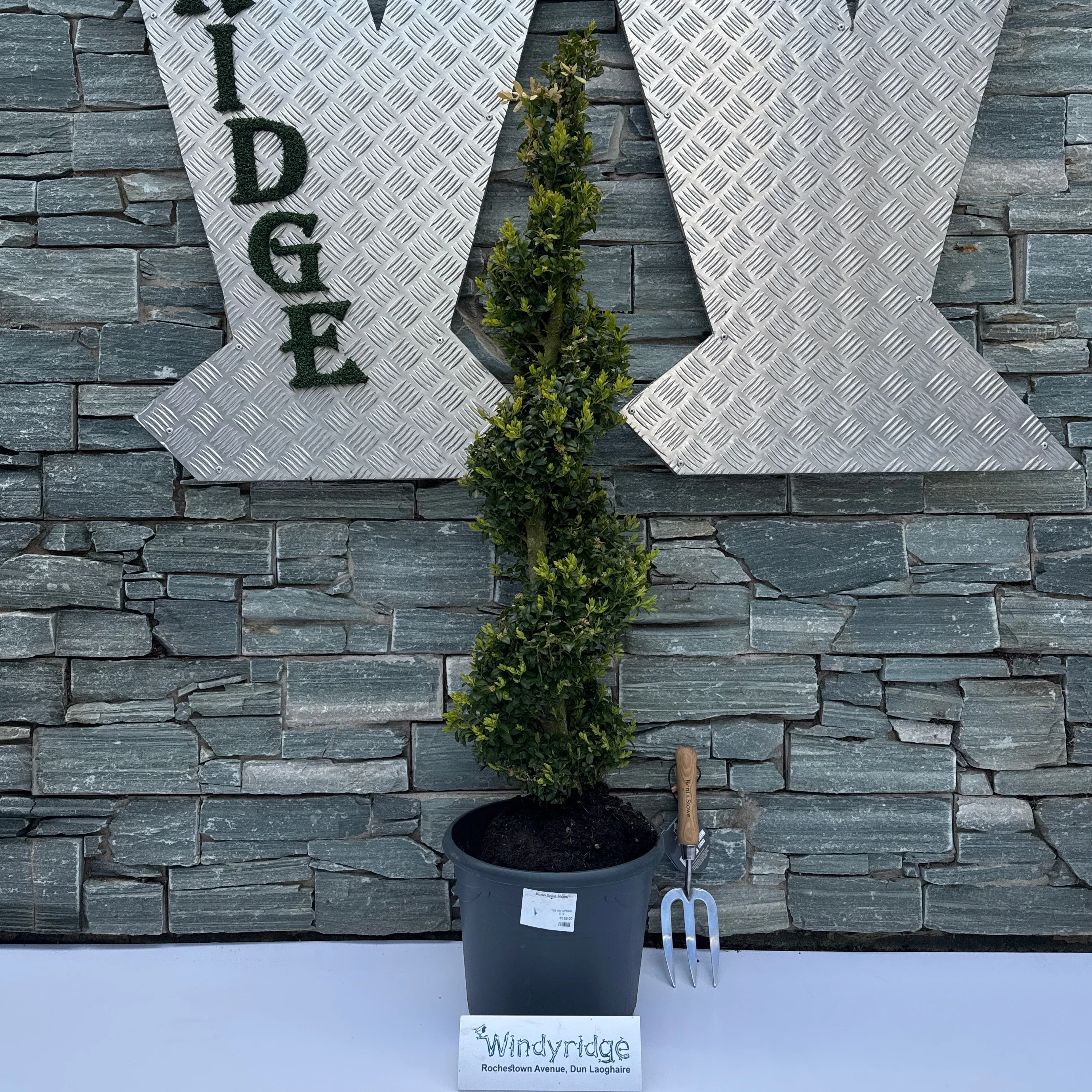 Buxus Spiral 100cm
