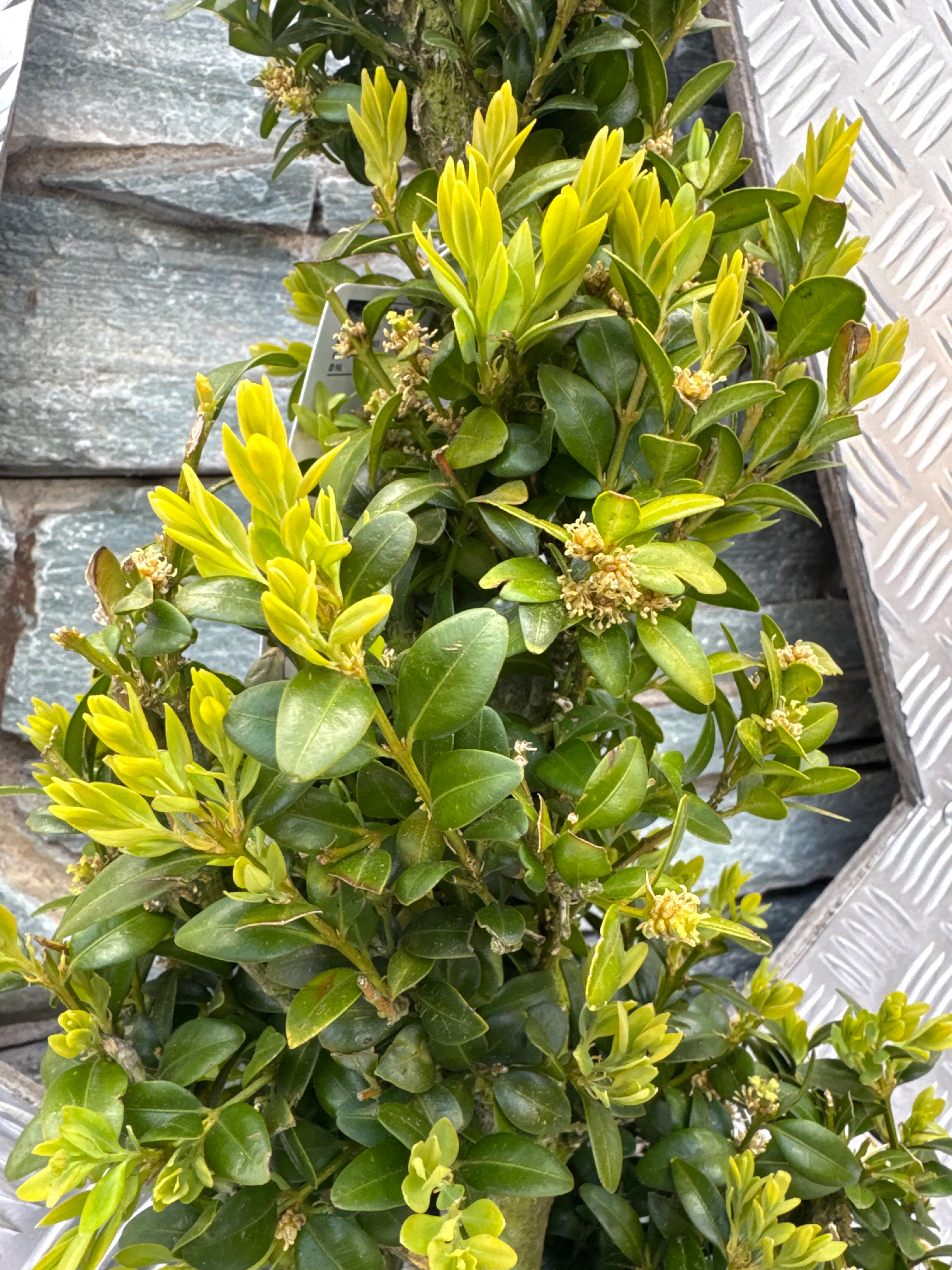 Buxus Spiral 100cm - Image 2