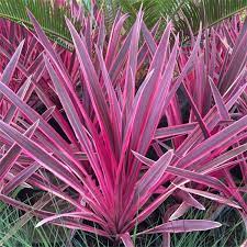 Cabbage Palm (Cordyline australis Pink Passion)
