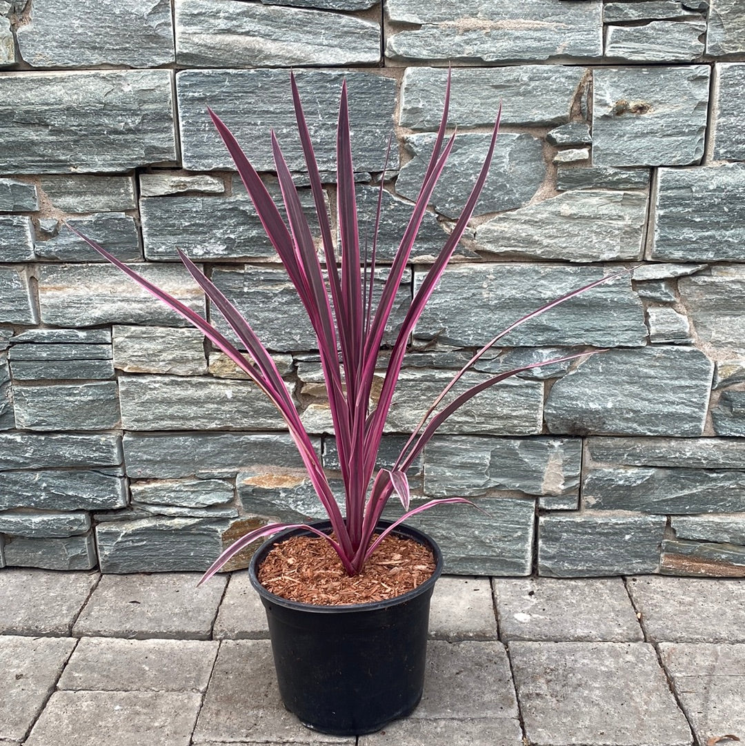 Cabbage Palm (Cordyline australis Pink Passion) - Image 2