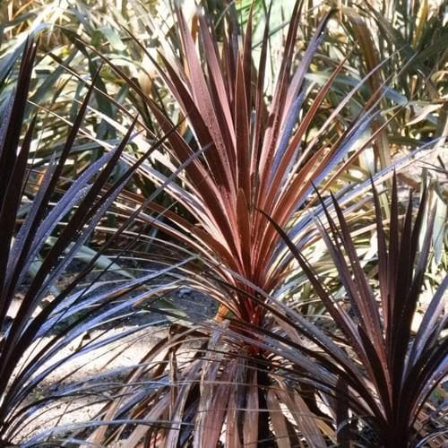 Cabbage Palm (Cordyline Australis Red Star)