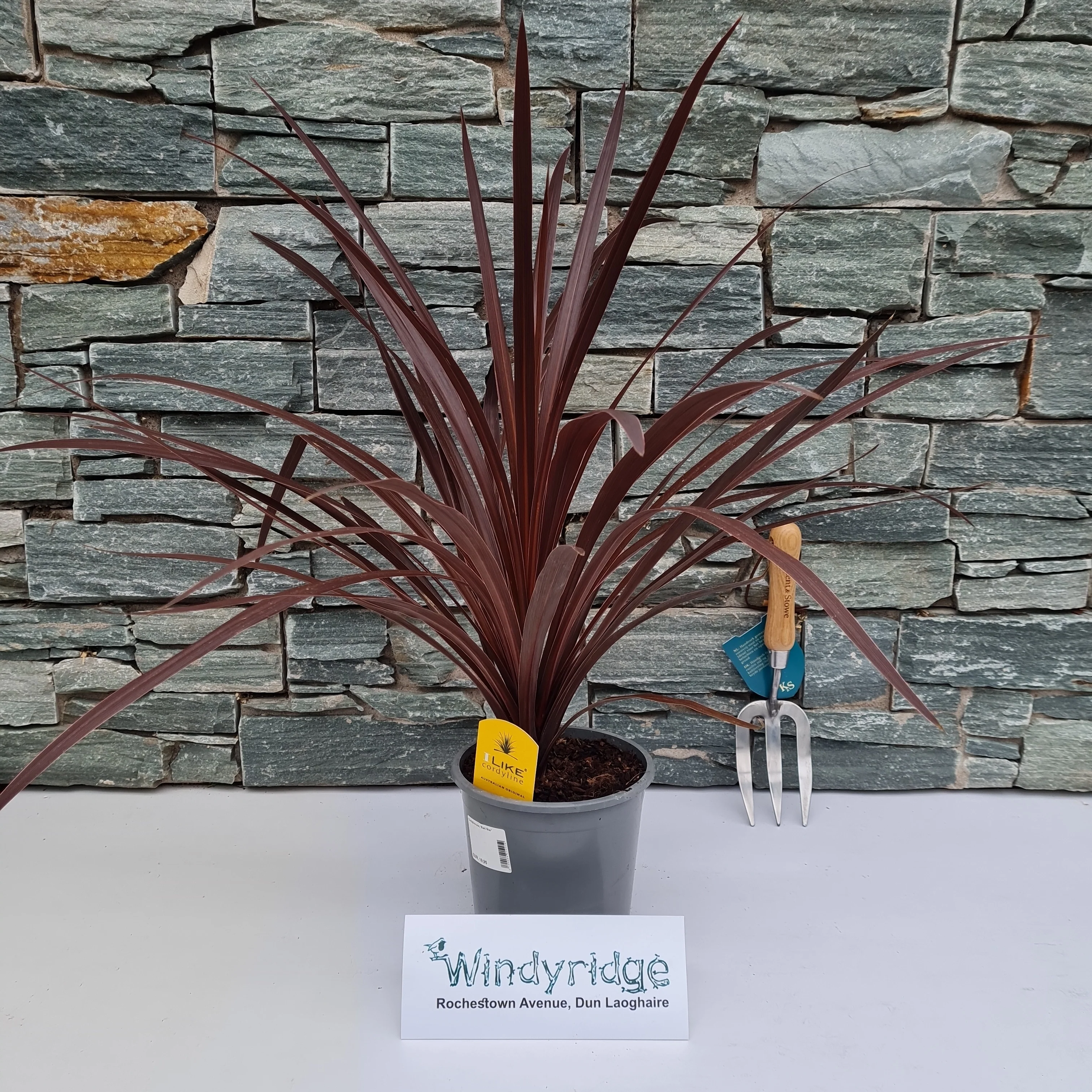 Cabbage Palm (Cordyline Australis Red Star) - Image 2