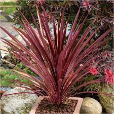 Cabbage Palm (Cordyline Australis Red Star) - Image 3