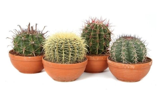 Cactus mix  Terracotta pot 23 cm