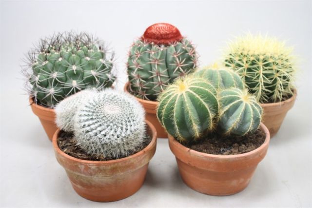 Cactus nr.411  terracotta