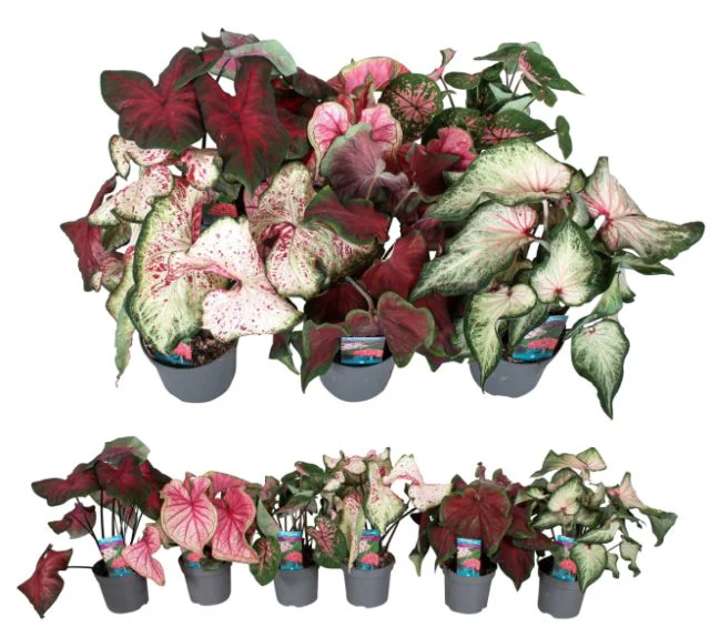 Caladium mix