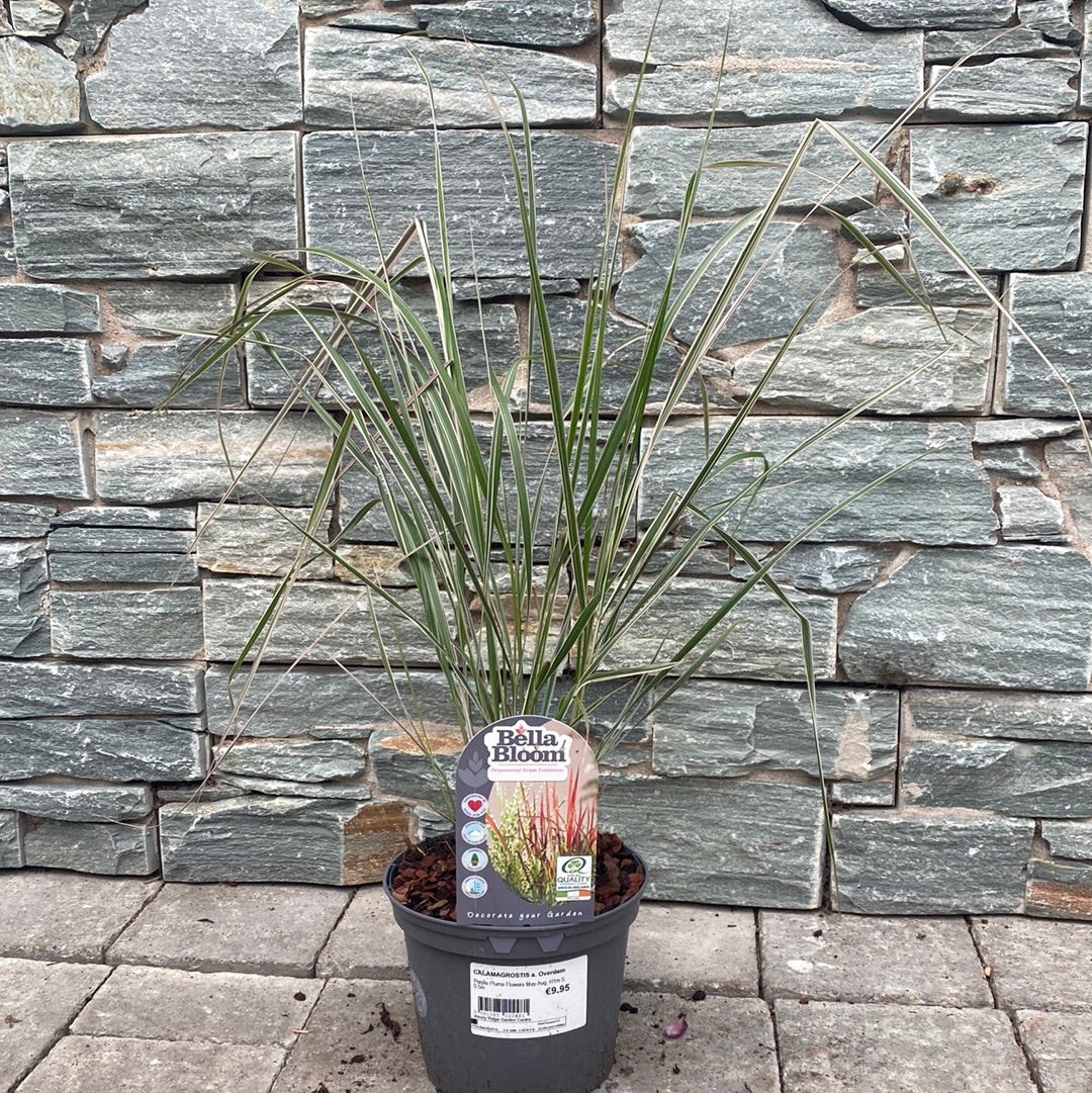 CALAMAGROSTIS a. Overdam - Image 2
