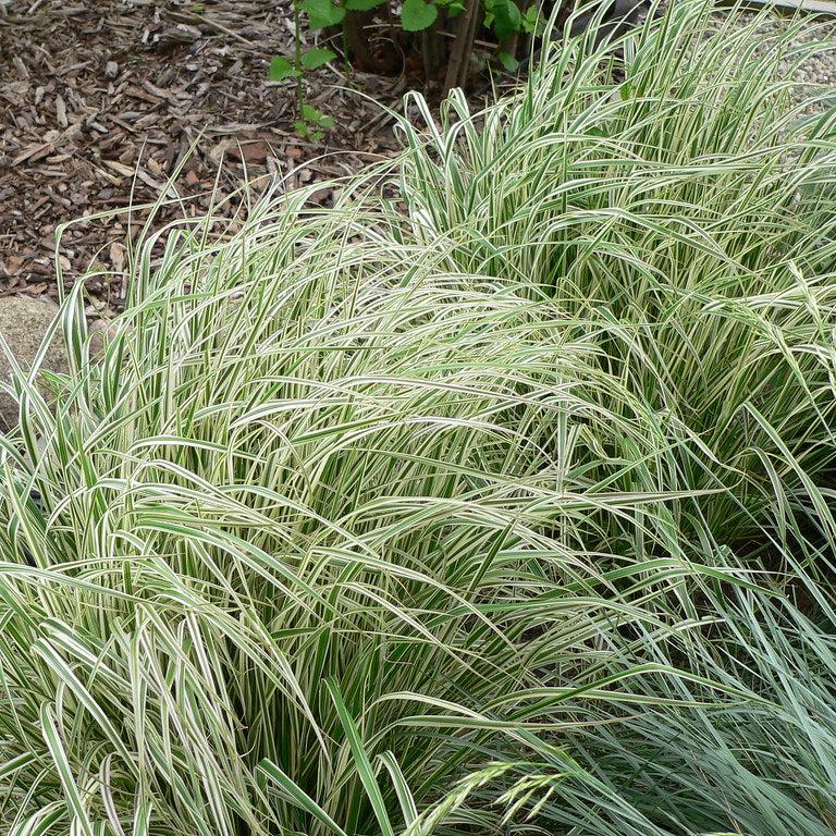 CALAMAGROSTIS a. Overdam - Image 3