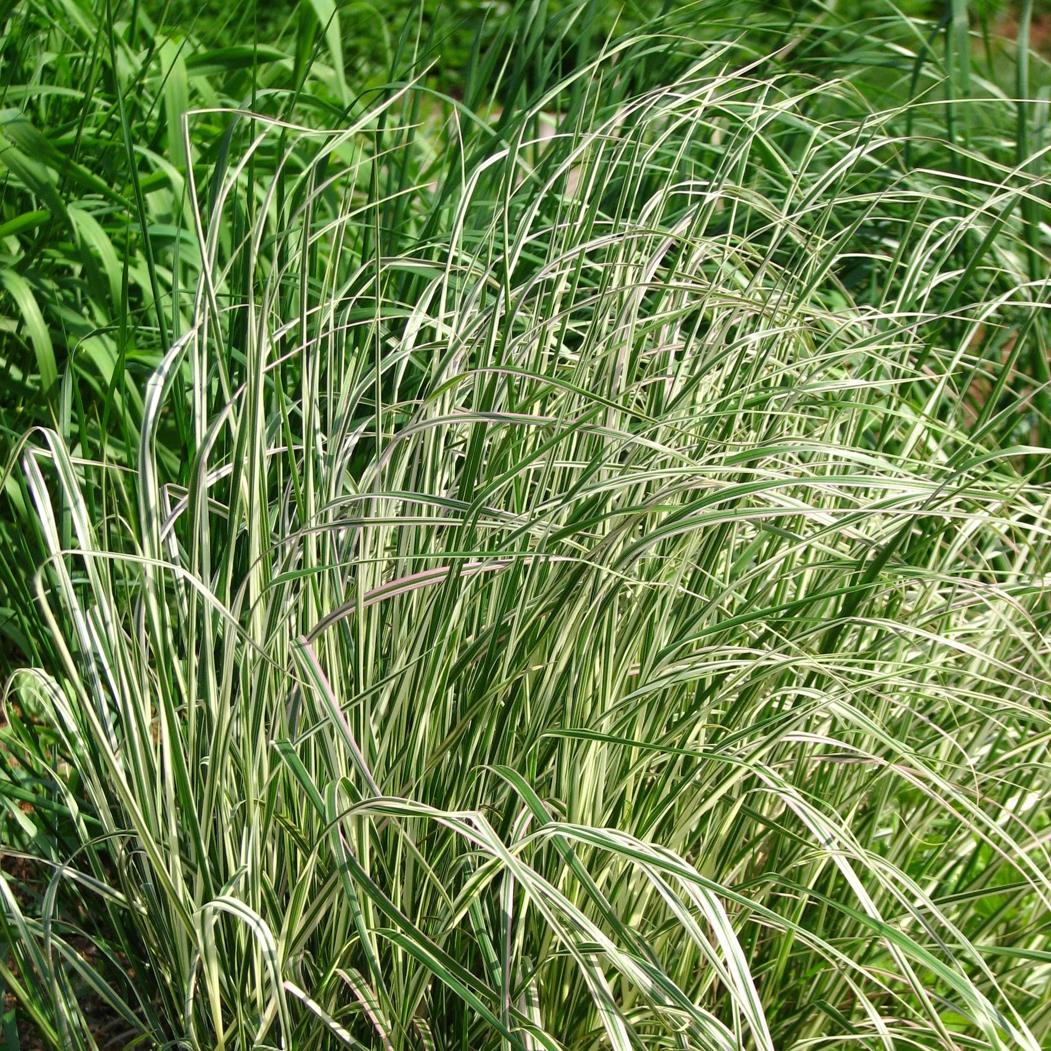 CALAMAGROSTIS a. Overdam - Image 4
